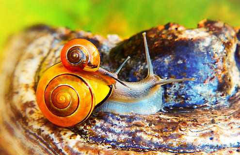 dos cargols marrons, òxid, animal, temes d'animals, fauna animal, mol·lusc, animals a la natura, gasteròpode, invertebrat, un animal, cargol, primer pla, part del cos dels animals, shell, closca d’animals, antena animal, naturalesa, sòlid, cap gent, dia, avorriment, rock, rastreig, ull d’animals, 2K, CC0, domini públic, lliure de regalies