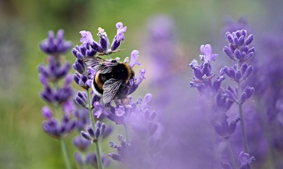 llit de lavanda, abella, borrós, primer pla, delicada, profunditat de camp, focus, creixement, lavandes, macro, naturalesa, pètals, flor, planta amb flors, porpra, temes d'animals, animal, fauna animal, planta, un animal, animals a la natura, bellesa a la natura, insecte, invertebrat, fragilitat, frescor, vulnerabilitat, pètal, espígol, cap de flor, polinització, cap gent, a l'aire lliure, Abellot, 4K
