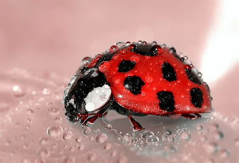 close, photo, lady bug, beetle, bug, close-up, dew, insect, ladybug, lucky charm, macro, nature, spotted, water drop, red, no people, animal themes, selective focus, animal, black color, indoors, animals in the wild, invertebrate, drop, one animal, animal wildlife, wet, fruit, 1080P, CC0, public domain, royalty free