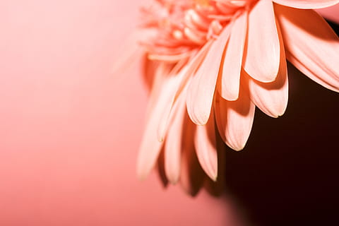 baggrund, smuk, , flor, blomstre, botanisk, farve, farverig, daisy, detalje, flora, blomster, blomst, frisk, have, Gerber, gerbera, natur, kronblad, plante, forår, studie, sommer, tæt på, orange farve, lyserød farve, indendørs, kopiere plads, studio skud, mad, friskhed, mad og drikke, ingen mennesker, selektiv fokusering, farvet baggrund, tekstil, stilleben, skønhed, tørring, velvære, 4K, CC0, offentligt domæne, royaltyfrie