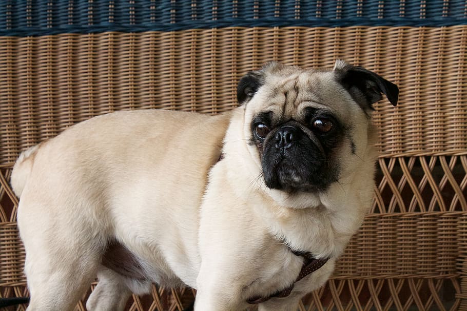 mops, hund, dyre temaer, pattedyr, kæledyr, et dyr, husdyr, indenlandske, hunde, dyr, skød hund, portræt, lille, hvirveldyr, kigger på kameraet, ingen mennesker, ungt dyr, indendørs, tæt på, kurv, dyr hoved, forlegenhed, 4K