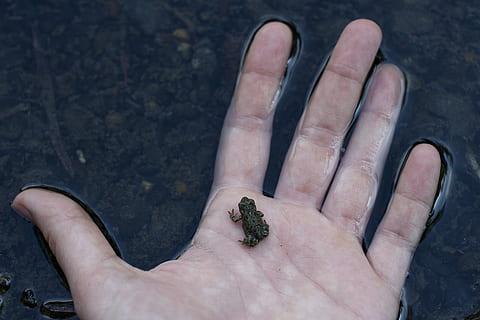 frog, hand, nature, environment, water, creek, fingers, animal, wildlife, toad, baby, exploring, tiny, small, palm, serene, human hand, human body part, one person, high angle view, animal wildlife, animals in the wild, real people, one animal, body part, finger, human finger, unrecognizable person, holding, personal perspective, day, focus on foreground, 5K, CC0, public domain, royalty free