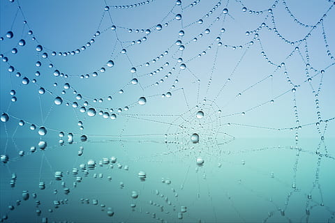 Spinnennetz, Tropfen, Wasser, Nahansicht, Tau, Makro, Wassertropfen, Netz, nass, fallen, Blau, Natur, keine Leute, Hintergründe, Muster, Studioaufnahme, Zerbrechlichkeit, transparent, Frische, abstrakt, Vollbild, farbiger Hintergrund, drinnen, Blauer Hintergrund, Reinheit, Komplexität, konzentrisch, 4K, CC0, gemeinfrei, lizenzfrei