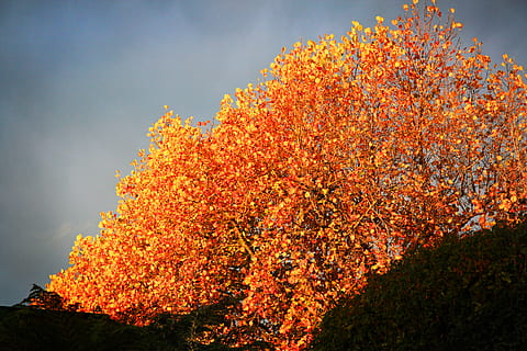 árbol, planta, arce, hoja, otoño, hojas, dorado, brillar, brillante, vegetación, arbusto, arboleda, tierra, naturaleza, bosque, al aire libre, hoja de arce, abies, belleza en la naturaleza, cambio, crecimiento, cielo, nadie, flor, día, color naranja, rama, fragilidad, planta floreciendo, nube - cielo, vista de ángulo bajo, frescura, primavera, flor de cerezo, condición natural, 4K, CC0, dominio público, libre de derechos