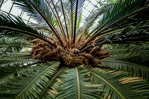 albero di cocco, pianta, albero, Palma, Arecaceae, animale, uccello, felce, foglia, vegetazione, verde, estate, conifera, fiorire, fiore, abete, abies, sequoia, mimosa, natura, all'aperto, crescita, parte vegetale, colore verde, bellezza nella natura, nessuno, clima tropicale, giorno, avvicinamento, la tranquillità, fotogramma intero, sfondi, concentrarsi sulle conoscenze acquisite, foglia di palma, albero di conifere, 4K, CC0, dominio pubblico, privo di copyright