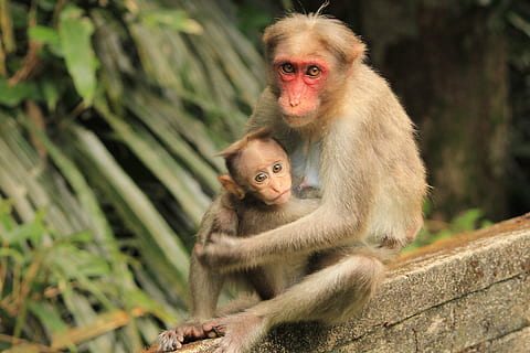 abe, natur, primat, nuttet, dyreliv, dyr, ung, vild, pattedyr, dyr i naturen, gruppe af dyr, ungt dyr, to dyr, hvirveldyr, baby, kigger på kameraet, dyre familie, sidder, portræt, kvindelige dyr, fokus på forgrunden, mennesker, udendørs, omsorg, 4K, CC0, offentligt domæne, royaltyfrie