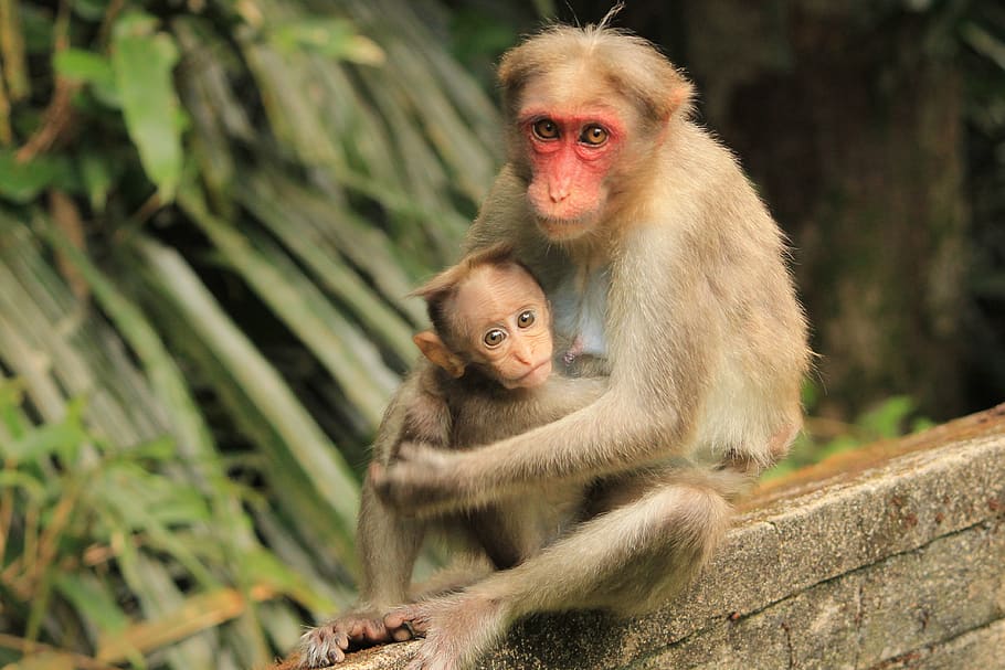 abe, natur, primat, nuttet, dyreliv, dyr, ung, vild, pattedyr, dyr i naturen, gruppe af dyr, ungt dyr, to dyr, hvirveldyr, baby, kigger på kameraet, dyre familie, sidder, portræt, kvindelige dyr, fokus på forgrunden, mennesker, udendørs, omsorg, 4K