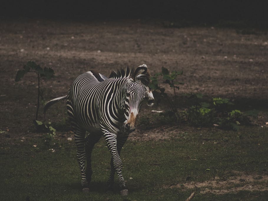 zebra, caminar, herba, vida salvatge, mamífer, animal, roure reial, zoo de Detroit, Estats Units, ratlles, temes d'animals, fauna animal, animals a la natura, terra, camp, vertebrats, naturalesa, de peu, un animal, cap gent, marques d’animals, a l'aire lliure, safari, longitud completa, zoologia, dia, herbívors, 5K