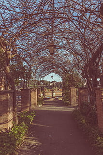 empty, pathway, leafless vines, overhead, tree, plant, architecture, the way forward, direction, built structure, nature, no people, day, sky, park, sunlight, footpath, growth, outdoors, park - man made space, building exterior, bare tree, lighting equipment, arch, 5K, CC0, public domain, royalty free