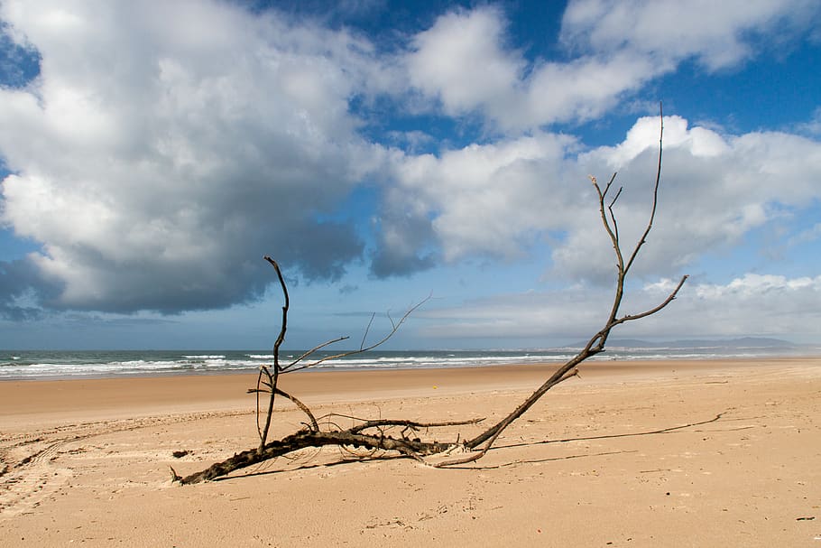 negre, branca d'un arbre, vora del mar, blanc, núvols, platja, blau, branques, la llum del dia, paisatge, naturalesa, oceà, sorra, mar, paisatge marí, Riba, cel, aigua, onades, terra, núvol - cel, bellesa a la natura, escenics - natura, tranquil·litat, horitzó, escena tranquil·la, escena no urbana, horitzó sobre l’aigua, cap gent, medi ambient, arbre, dia, planta morta, a l'aire lliure, fusta flotant, clima, clima àrid, 4K