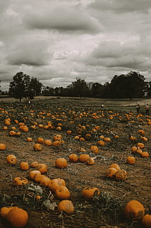 squash farm, cloud - sky, sky, plant, field, land, nature, no people, food, pumpkin, tree, landscape, day, environment, vegetable, food and drink, agriculture, orange color, beauty in nature, growth, rural scene, outdoors, 5K, CC0, public domain, royalty free