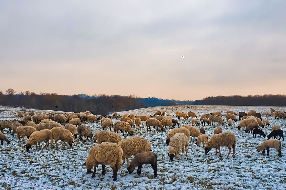 sau, dyr, lam, ull, natur, gård, kveg, jordbruk, flokk, landskap, landlig, pattedyr, beitemark, gress, søt, felt, gruppe, eng, saueflokk, gresse, snø, vinter, solnedgang, gruppe dyr, dyre temaer, stor gruppe dyr, virveldyr, himmel, husdyr, innenlands, kjæledyr, dyr i naturen, land, beite, ingen folk, planteetende, flokk med fugler, 4K