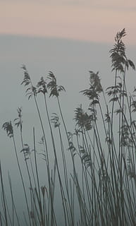cattail, cel, creixement, planta, bellesa a la natura, tranquil·litat, posta de sol, naturalesa, cap gent, escena tranquil·la, escenics - natura, a l'aire lliure, idíl·lic, primer pla, escena no urbana, dia, aigua, núvol - cel, arbre, herba, herba de Timoteu, 2K, CC0, domini públic, lliure de regalies