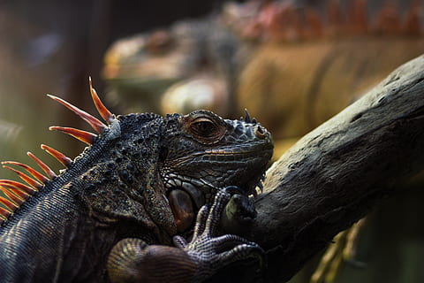iguana, animal, llangardaix, rèptil, selva tropical, llangardaix animal, Espiga, pics, temes d'animals, un animal, fauna animal, animals a la natura, centrar-se en primer pla, vertebrats, primer pla, cap gent, cap d’animals, naturalesa, part del cos dels animals, dia, mirant, mirant cap a fora, a l'aire lliure, enfocament selectiu, ull d’animals, escala d’animals, 5K, CC0, domini públic, lliure de regalies