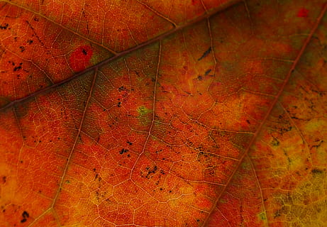 fulla marró, full, arce vermell, maple, fons de pantalla, primer pla, macro, macroscòpic, caure, vena, part de la planta, tardor, vermell, canvi, color taronja, naturalesa, cap gent, fons, vista d’angle alt, marc complet, vena de la fulla, planta, sec, dia, a l'aire lliure, arbre, patró natural, bellesa a la natura, fulles, fulla d'auró, 4K, CC0, domini públic, lliure de regalies