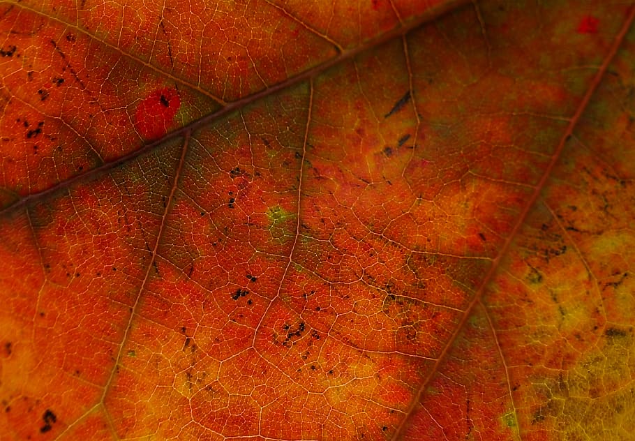 fulla marró, full, arce vermell, maple, fons de pantalla, primer pla, macro, macroscòpic, caure, vena, part de la planta, tardor, vermell, canvi, color taronja, naturalesa, cap gent, fons, vista d’angle alt, marc complet, vena de la fulla, planta, sec, dia, a l'aire lliure, arbre, patró natural, bellesa a la natura, fulles, fulla d'auró, 4K