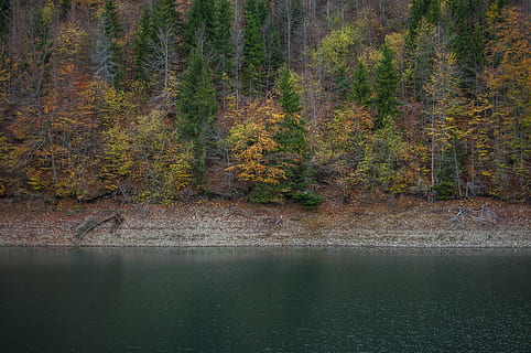 arbres verds, serbia, zaovine, llac zaovine, planta, arbre, conífera, flora, abies, avet, làrix, picea, naturalesa, vegetació, a l'aire lliure, terra, bosc, pi, grava, Carretera bruta, carretera, aigua, bellesa a la natura, escenics - natura, tranquil·litat, escena tranquil·la, llac, davant del mar, cap gent, escena no urbana, dia, creixement, idíl·lic, reflexió, canvi, arbre de coníferes, 4K, CC0, domini públic, lliure de regalies