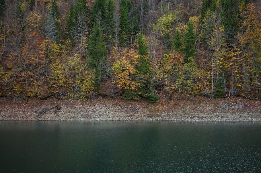 arbres verds, serbia, zaovine, llac zaovine, planta, arbre, conífera, flora, abies, avet, làrix, picea, naturalesa, vegetació, a l'aire lliure, terra, bosc, pi, grava, Carretera bruta, carretera, aigua, bellesa a la natura, escenics - natura, tranquil·litat, escena tranquil·la, llac, davant del mar, cap gent, escena no urbana, dia, creixement, idíl·lic, reflexió, canvi, arbre de coníferes, 4K
