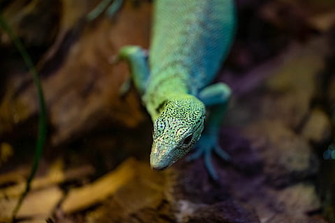 monitor, tree, reptile, lizard, green, animal, zoo, florida, wildlife, animal themes, one animal, animal wildlife, vertebrate, animals in the wild, animal body part, body part, close-up, no people, animal head, green color, forest, environment, nature, gecko, multi colored, land, rainforest, animal eye, poisonous, 4K, CC0, public domain, royalty free