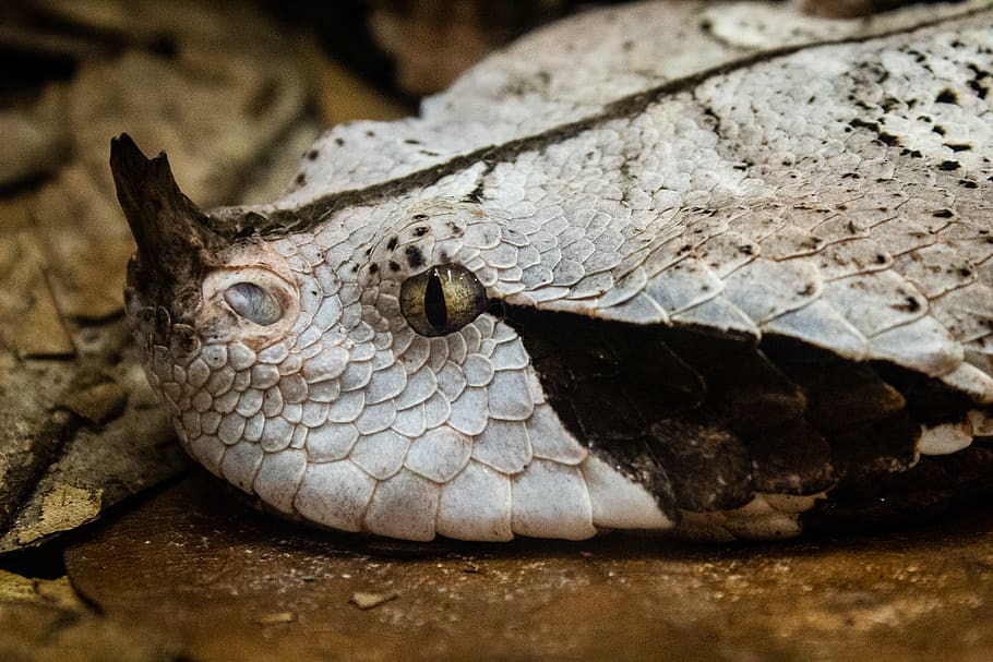 serp blanca, zoològic de Memphis, Memphis, animal, cocodril, rèptil, Estats Units, serp, gris, serp de cascavell, gaboon, banyes, nas, nas cornuda, herpetarium, zoo, escurçó, gaboon viper, un animal, temes d'animals, vertebrats, fauna animal, primer pla, part del cos dels animals, animals a la natura, cap gent, cap d’animals, naturalesa, dia, escala d’animals, centrar-se en primer pla, a l'aire lliure, animals en captivitat, ull d’animals, boca d’animals, 5K