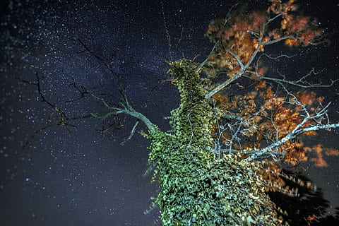 verd, taronja, arbre, nit estrellada, cel, heura, full, estrella, astrofotografia, Via Làctea, galàxia, fulles, naturalesa, buscant, cremar, drac, nit, flama, mort, fosc, bosc, fons, espai, branca, cap gent, a l'aire lliure, blau, estrella - espai, color negre, hivern, nebulosa, resum, 5K, CC0, domini públic, lliure de regalies