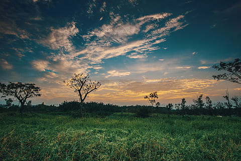 erba, alberi, blu, cielo, retroilluminato, nuvole, alba, ambiente, sera, campo, prateria, paesaggio, luce, natura, panoramico, estate, tramonto, pianta, bellezza nella natura, scenics - natura, nuvola - cielo, albero, la tranquillità, crescita, scena tranquilla, terra, nessuno, scena non urbana, colore verde, colore arancione, all'aperto, 5K, CC0, dominio pubblico, privo di copyright
