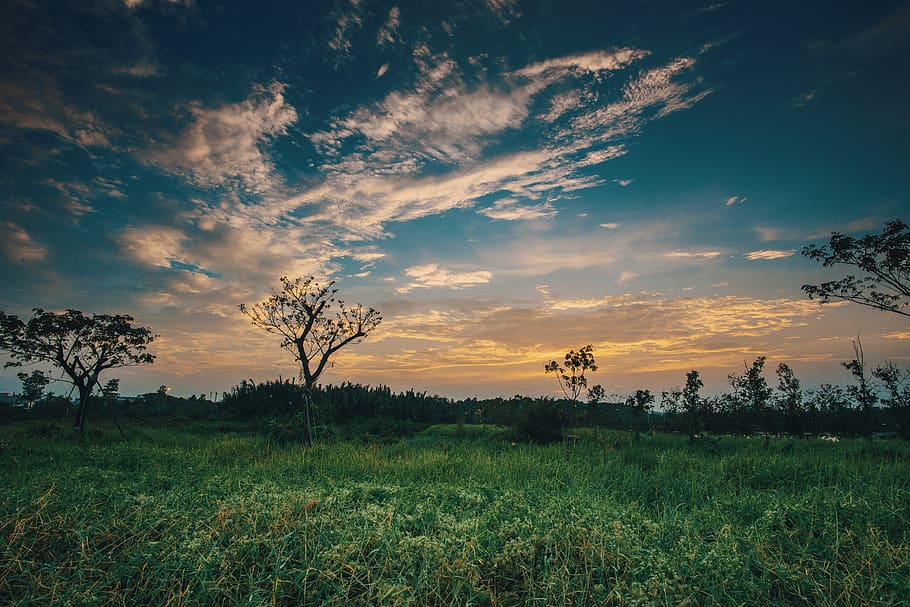 erba, alberi, blu, cielo, retroilluminato, nuvole, alba, ambiente, sera, campo, prateria, paesaggio, luce, natura, panoramico, estate, tramonto, pianta, bellezza nella natura, scenics - natura, nuvola - cielo, albero, la tranquillità, crescita, scena tranquilla, terra, nessuno, scena non urbana, colore verde, colore arancione, all'aperto, 5K