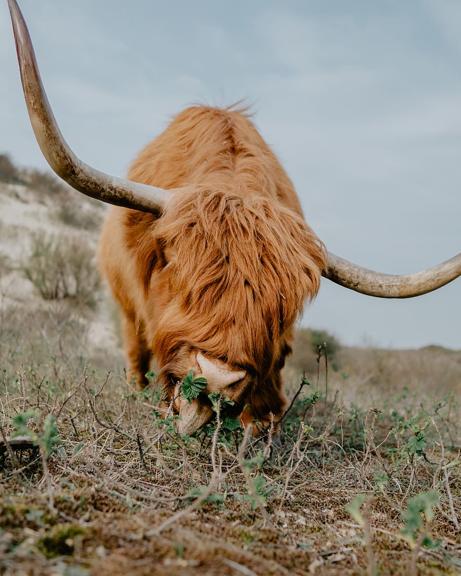 el bisó marró, Longhorn, mamífer, animal, ramat, toro, antílop, vida salvatge, la hague, iac, bou, sòl, rodeo, vaca, rinoceront, vedella, faldilla, roba, lleó, adaptador, temes d'animals, cornut, animals domèstics, un animal, bestiar de muntanya, vertebrats, nacional, bestiar, mascotes, fauna animal, bestiar domèstic, pèl d’animals, camp, terra, cap gent, naturalesa, marró, herbívors, a l'aire lliure, 4K