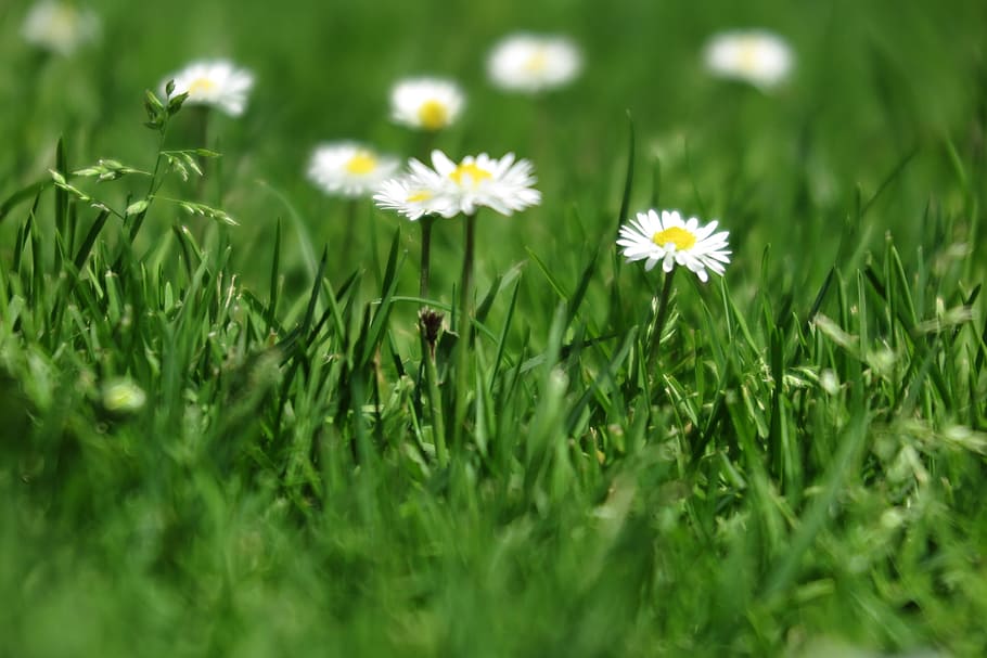 small, white, flowers, grow, field, green, grass, glowing, background, blades of grass, blooms, depth of field, focus, organic, summer, sunny, weeds, flower, flowering plant, plant, freshness, fragility, beauty in nature, vulnerability, growth, daisy, selective focus, petal, green color, nature, land, flower head, no people, close-up, inflorescence, outdoors, 2K