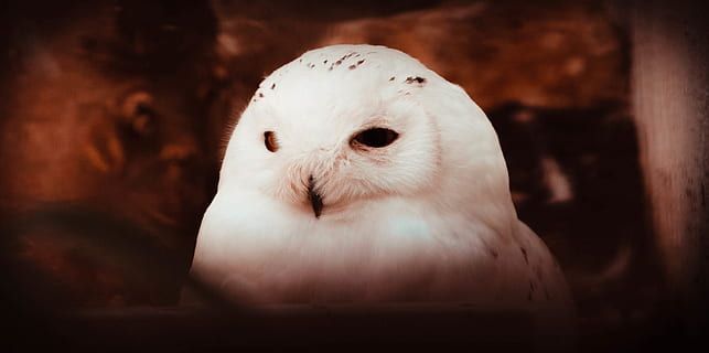 pasăre albă, animal, pasăre, bufniţă, cioc, pescăruş de mare, galinacee, Ptarmigan, cap, arheologie, kiwi pasăre, astronomie, peşteră, natură, străin, Ardeidae, stârc, egretă, păsările de apă, animale sălbatice, kite pasăre, un animal, portret, a închide, partea corpului animalului, animale în sălbăticie, mamifer, nici o persoana, privind camera, în interior, animale vertebrate, să se concentreze asupra primelor elemente, vedere din față, culoare alba, drăguţ, nevinovăţie, ochi de animale, 4K, CC0, domeniu public, fără drepturi de autor