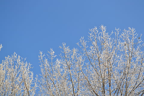 Winter, Schnee, kalt, Baum, Bäume, eiskalt, gefroren, schneebedeckt, Himmel, Pflanze, Blau, klarer Himmel, Flachwinkelansicht, Schönheit in der Natur, Ast, Natur, keine Leute, Tag, Wachstum, weiße Farbe, kahler Baum, kopieren sie platz, Ruhe, Blume, draußen, Frühling, Wipfel, Kirschblüte, 4K, CC0, gemeinfrei, lizenzfrei
