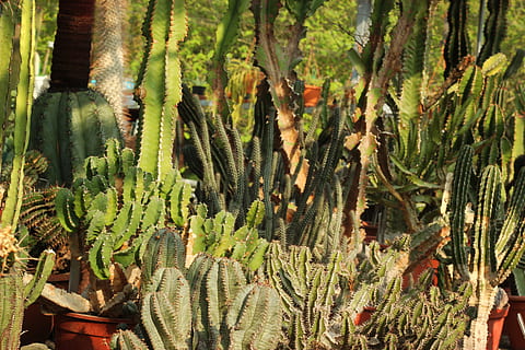 assortito, stile piante di cactus, pianta, cactus, Rotterdam, Paesi Bassi, trompenburg arboreto, serra, serre, arboreto, botanico, piante, visitare i Paesi Bassi,, gomma da cancellare, felce, scuola, in casa, camera, aula, ragno, crescita, pianta succulenta, bellezza nella natura, natura, nessuno, colore verde, giorno, la tranquillità, terra, spina, albero, all'aperto, avvicinamento, campo, luce del sole, botanica, spillo, foresta, 5K, CC0, dominio pubblico, privo di copyright