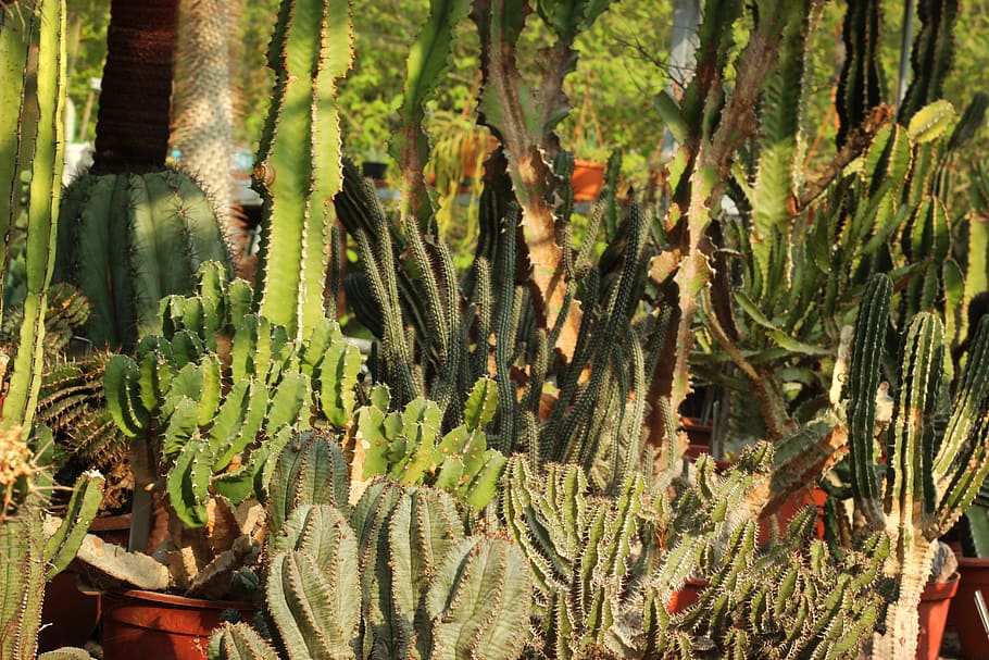assortit, estil de cactus, planta, cactus, Rotterdam, Holanda, trompenburg arboretum, hivernacle, serre, arboretum, botànic, plantes, visita els països baixos,, goma d'esborrar, falguera, escola, a l'interior, habitació, aula, aranya, creixement, planta suculenta, bellesa a la natura, naturalesa, cap gent, color verd, dia, tranquil·litat, terra, espina, arbre, a l'aire lliure, primer pla, camp, llum solar, botànica, espigada, bosc, 5K