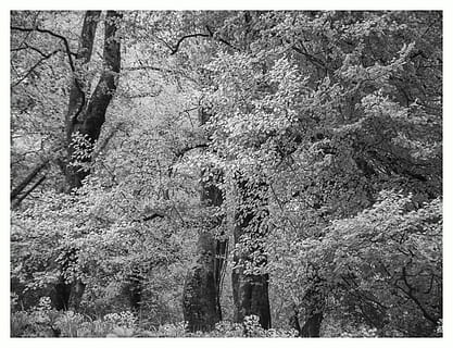 arbres, faigs, paisatge, bosc, bandw, arbre, planta, transferir impressió, filtre de producció automàtica, creixement, terra, dia, bellesa a la natura, naturalesa, cap gent, tranquil·litat, a l'aire lliure, escena tranquil·la, tronc, tronc de l'arbre, escenics - natura, escena no urbana, marc complet, 5K, CC0, domini públic, lliure de regalies