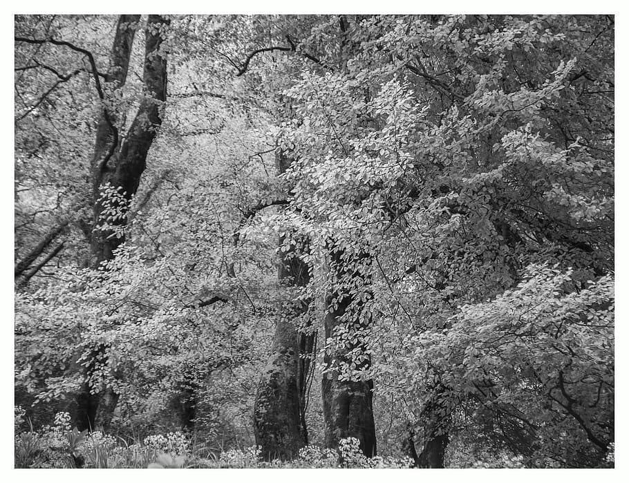 arbres, faigs, paisatge, bosc, bandw, arbre, planta, transferir impressió, filtre de producció automàtica, creixement, terra, dia, bellesa a la natura, naturalesa, cap gent, tranquil·litat, a l'aire lliure, escena tranquil·la, tronc, tronc de l'arbre, escenics - natura, escena no urbana, marc complet, 5K