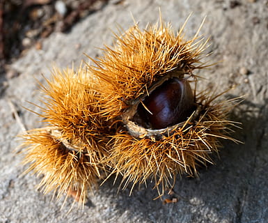 Castagna, maturo, autunno, conchiglia, sperone, avvicinamento, castagna - cibo, nessuno, giorno, concentrarsi sulle conoscenze acquisite, animali allo stato selvatico, dado - cibo, Noce, un animale, natura, fauna selvatica, spillo, vista dall'alto, temi animali, animale, cibo, cibo e bevande, all'aperto, Marrone, riccio, 2K, CC0, dominio pubblico, privo di copyright