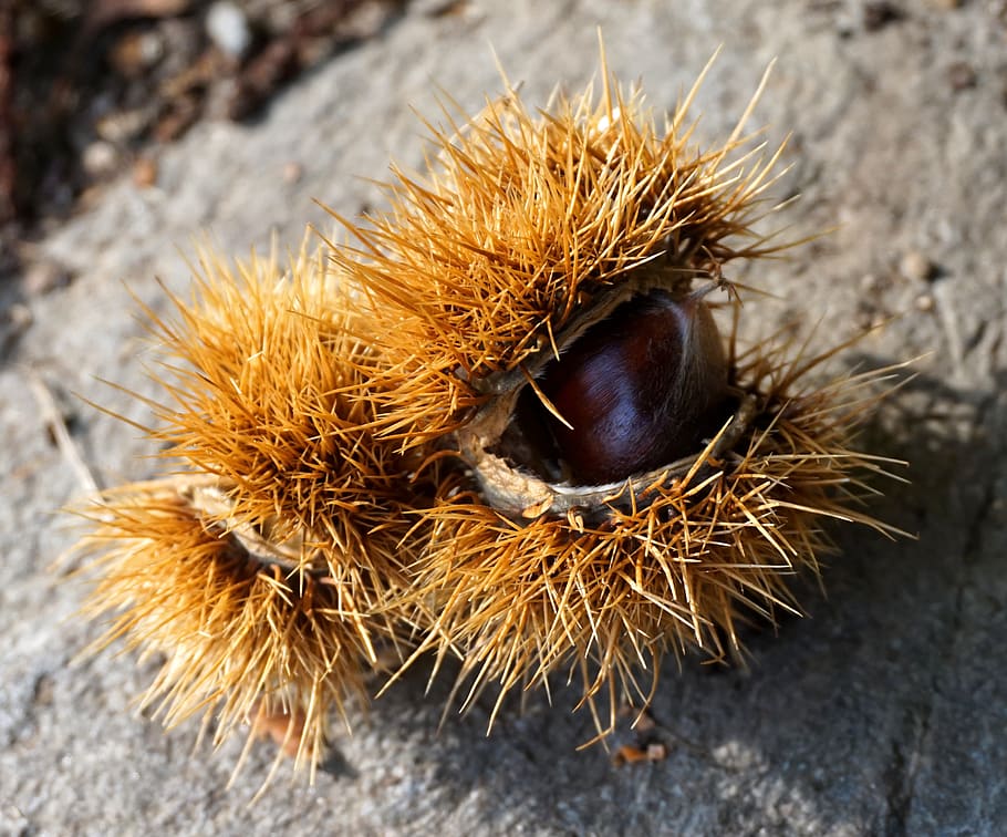 Castagna, maturo, autunno, conchiglia, sperone, avvicinamento, castagna - cibo, nessuno, giorno, concentrarsi sulle conoscenze acquisite, animali allo stato selvatico, dado - cibo, Noce, un animale, natura, fauna selvatica, spillo, vista dall'alto, temi animali, animale, cibo, cibo e bevande, all'aperto, Marrone, riccio, 2K