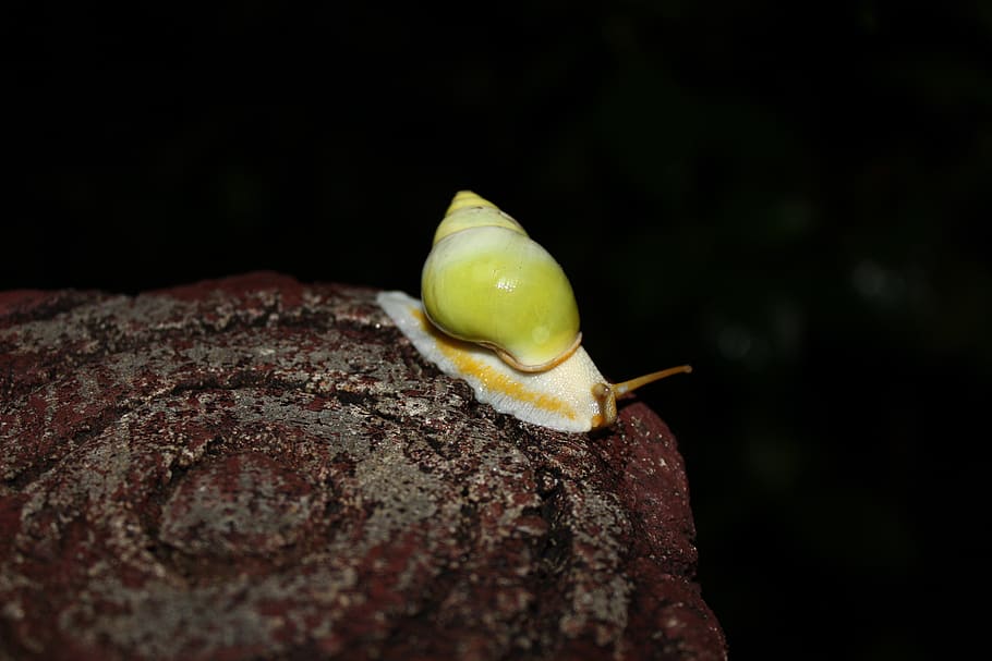 lumaca, avvicinamento, nessuno, cibo e bevande, messa a fuoco selettiva, cibo, frutta, fauna selvatica, mangiare sano, un animale, all'aperto, giorno, colore verde, freschezza, natura, gasteropode, animale, animali allo stato selvatico, temi animali, roccia, 2K