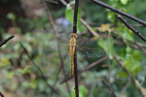 helicóptero, volar, naturaleza, insertar, verde, Fresco, amarillo, hoja, agudo, insecto, invertebrado, planta, animales en la naturaleza, animal, fauna animal, de cerca, centrarse en primer plano, un animal, temas de animales, día, libélula, nadie, al aire libre, crecimiento, color verde, ala animal, belleza en la naturaleza, tallo de la planta, 5K, CC0, dominio público, libre de derechos