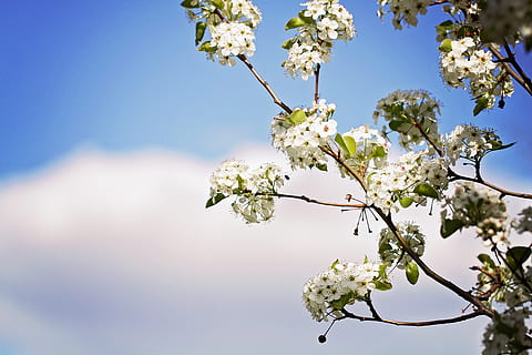 fotografia, cirera, flors, florir, florint, flor, borrós, branques, brillant, Flors de cirerer, primer pla, núvols, profunditat de camp, flora, focus, creixement, cel, estiu, arbre, planta amb flors, planta, fragilitat, bellesa a la natura, branca, vulnerabilitat, primavera, frescor, naturalesa, vista d’angle baix, dia, cap gent, pètal, Color blanc, flor de cirerer, cap de flor, a l'aire lliure, cirerer, pol·len, suavitat, 5K, CC0, domini públic, lliure de regalies