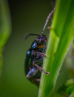 bille, blad, makrofotografering, insekt, tæt på, lille, makro, dyr i naturen, hvirvelløse, dyreliv, et dyr, dyre temaer, dyr, grøn farve, plante, plante del, ingen mennesker, natur, fokus på forgrunden, dag, selektiv fokusering, vækst, zoologi, 4K, CC0, offentligt domæne, royaltyfrie