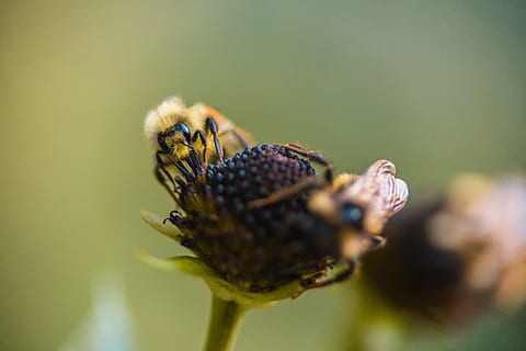 bi på blomst, bi, blomst, insekt, plante, perched, pollen, udendørs, tæt på, natur, patrick hendry, makro, humlebi, bestøvning, honning, dyr, honningbi, sommer, gul, kronblad, forår, enkeltblomst, blomstre, grøn farve, dyreliv, dyrefløj, skønhed i naturen, blad, formelle have, blomsterhoved, 8K, CC0, offentligt domæne, royaltyfrie