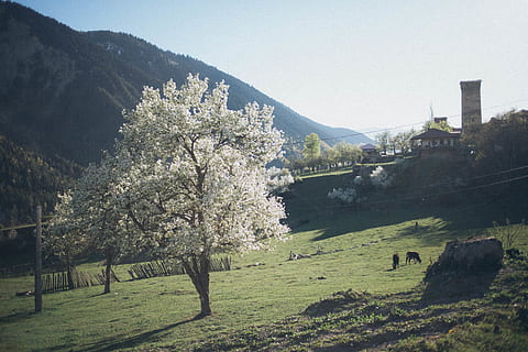 weißer Baum, die Architektur, Wolken, Kühe, Tageslicht, Ackerland, Feld, Gras, Wiese, Grün, Landschaft, Berg, Natur, szenisch, Himmel, Bäume, Wald, Pflanze, Baum, blühen, Blume, blühende Pflanze, Schönheit in der Natur, Frühling, Wachstum, Tag, Gebäude, Frische, keine Leute, gebaute Struktur, Land, Szenen - Natur, draußen, Kirschblüte, Kirschbaum, 5K