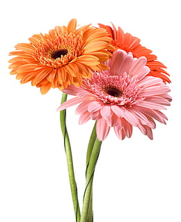 gerbera, flower, background, white, gerber, closeup, isolated, decoration, nobody, natural, floral, chrysanthemum, spring, petal, yellow, botanical, bright, head, orange, summer, blossom, bloom, clipping, one, daisy, close-up, macro, object, flora, color, plant, beauty, beautiful, path, fresh, nature, , botany, flowering plant, studio shot, white background, freshness, flower head, beauty in nature, vulnerability, fragility, inflorescence, gerbera daisy, indoors, orange color, cut out, no people, growth, pink color, pollen, 2K, CC0, public domain, royalty free