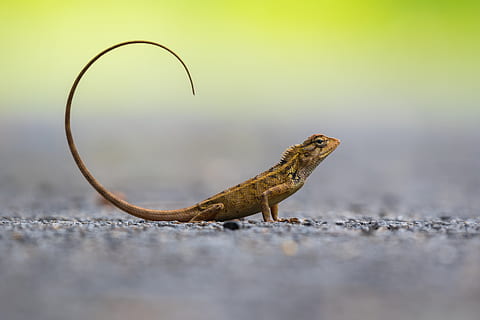 Fotografie der braunen Eidechse, Eidechse, Schwanz, Stein, locken, Reptil, draußen, Natur, Tierwelt, Nahansicht, Tier, Haustier, Tierfoto, Wald, Liebe die Natur, Vogel, Wildlebensfotografie, Nikon, Tierthemen, ein Tier, Tiere in freier Wildbahn, Wirbeltier, selektiver Fokus, keine Leute, Tag, Seitenansicht, Fokus auf den Vordergrund, in voller Länge, Nagetier, Rock, Leguan, 5K, CC0, gemeinfrei, lizenzfrei