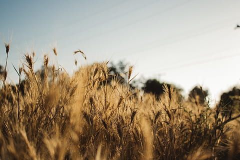 wheat field, food, vegetable, produce, plant, flora, grain, grass, wheat, growth, field, sky, land, agriculture, nature, landscape, no people, tranquility, crop, beauty in nature, close-up, day, selective focus, rural scene, focus on foreground, cereal plant, farm, environment, outdoors, stalk, 5K, CC0, public domain, royalty free