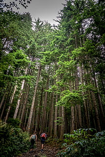Due, persone, a piedi, dentro, foreste, albero, sequoia, pianta, flora, natura, vegetazione, foresta, all'aperto, terra, giungla, urla di montagna, Canada, foresta pluviale, conifera, boschetto, sentiero, pista, cortile, crescita, colore verde, persone reali, bellezza nella natura, bosco, retrovisore, giorno, scenics - natura, attività di svago, la tranquillità, uomini, donne, fogliame lussureggiante, Inquadratura dal basso, bambù - pianta, 5K, CC0, dominio pubblico, privo di copyright