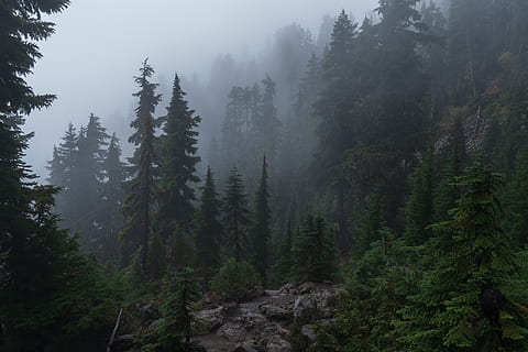 grønt trefelt, tre, skog, tåke, mount ellinor, forente stater, anlegg, abies, flora, gran, nåletre, furu, grå, land, natur, utendørs, vegetasjon, regnskog, grønn, rolig scene, ro, skjønnhet i naturen, naturskjønnhet - natur, vekst, ikke-urbane scene, ingen folk, fjell, dag, grønn farge, fjern, miljø, furutre, disig, 8K, CC0, offentlig domene, opphavsrett gratis
