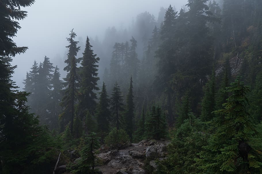 grønt trefelt, tre, skog, tåke, mount ellinor, forente stater, anlegg, abies, flora, gran, nåletre, furu, grå, land, natur, utendørs, vegetasjon, regnskog, grønn, rolig scene, ro, skjønnhet i naturen, naturskjønnhet - natur, vekst, ikke-urbane scene, ingen folk, fjell, dag, grønn farge, fjern, miljø, furutre, disig, 8K