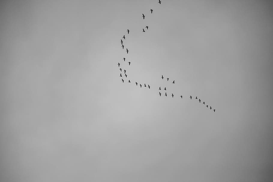 ramat, burds, ennuvolat, gris, temes d'animals, animal, animals a la natura, grup d’animals, gran grup d’animals, vertebrats, fauna animal, ocell, ramat d’ocells, cel, volant, vista d’angle baix, cap gent, naturalesa, dia, còpia espai, bellesa a la natura, migració animal, a l'aire lliure, silueta, 5K